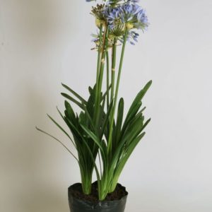 Agapanthus, Afrikas blå lilja, konstgjord, 85cm