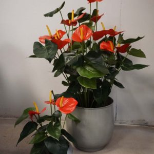Anthurium, flamingo, röd, konstgjord krukväxt, 85cm